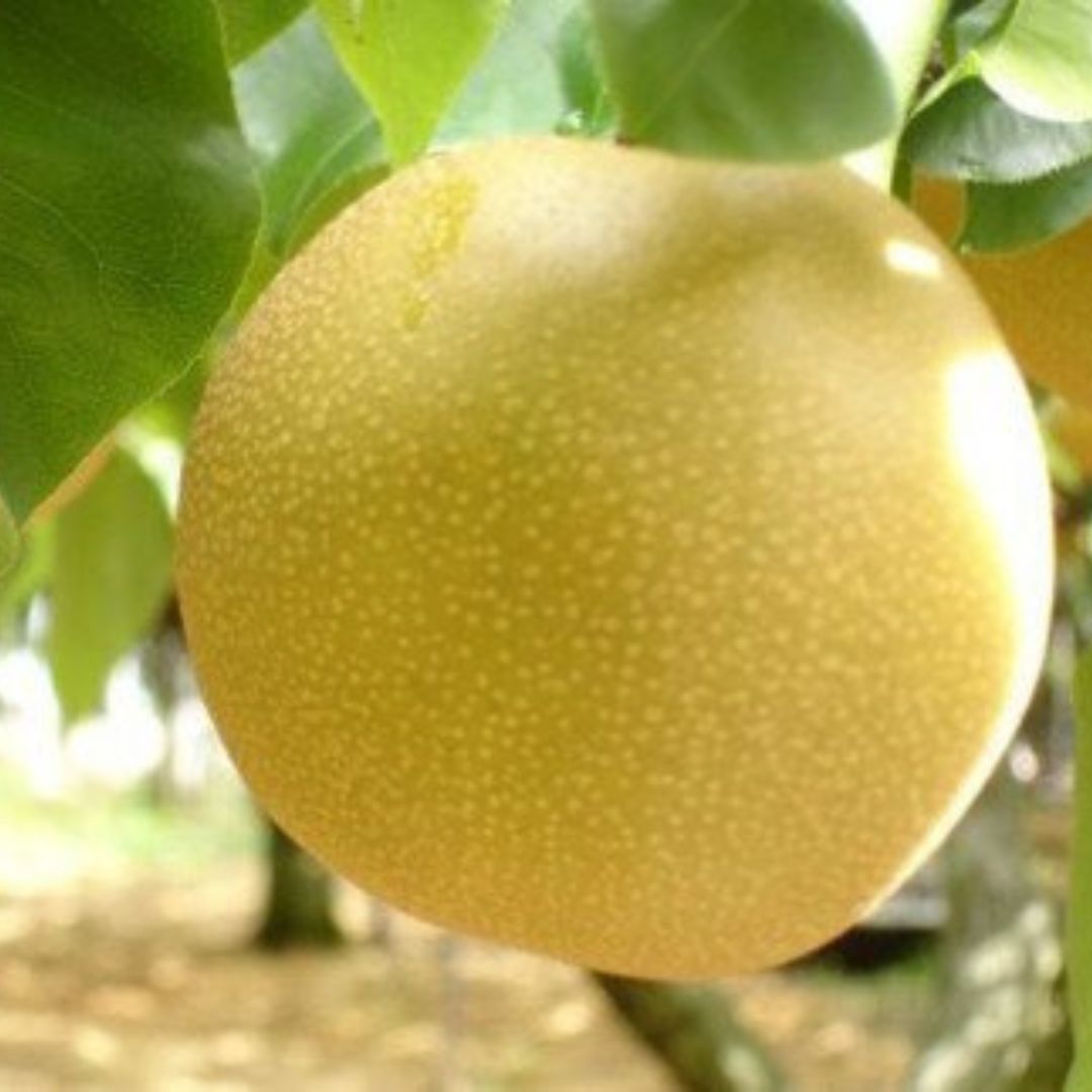 定価 先行予約 新潟県産 和梨 愛宕 5kg 岩福農園 梨 Fucoa Cl