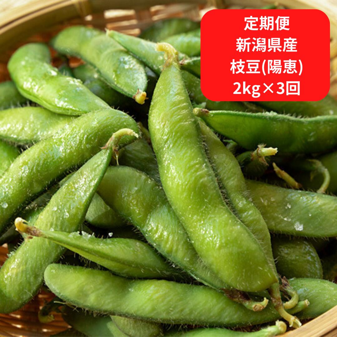 【先行予約】【ふるさと納税】 [定期便 2kg×3回] 新潟県産 枝豆（陽恵） 令和8年度 朝採り枝豆2kgを3回お届け 【060S005】