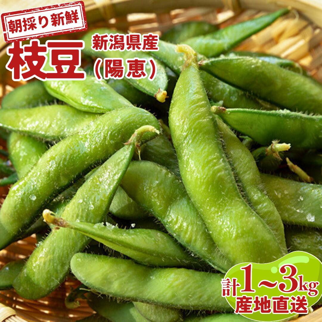 【ふるさと納税】先行予約 新潟県産 枝豆 1~3kg 朝採りをお届け 枝豆（陽恵） [2025年発送分] 令和7年産 選べる数量 1kg 2kg 3kg  [堀川農園]【010S136】