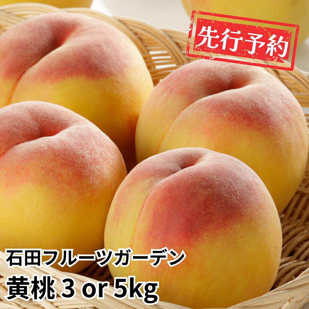 【ふるさと納税】先行予約 黄桃 品種お任せ 約3kg or 5kg 新潟フルーツ [2026年発送分] 令和8年産 新潟県産黄桃 [石田フルーツガーデン]｜新潟県三条市