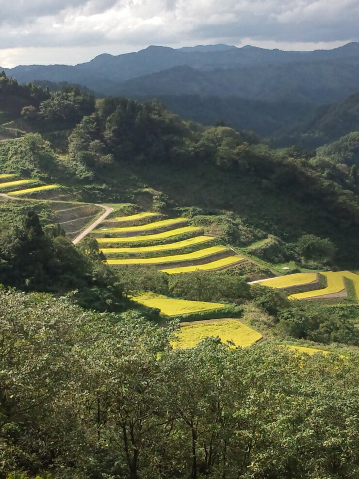 【楽天市場】【ふるさと納税】 定期便12ヵ月 こだわりの味自慢・減農薬・棚田米 コシヒカリ 5kg を毎月1袋お届け