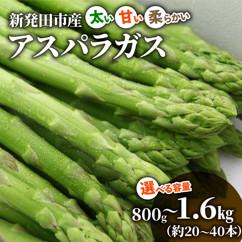 【ふるさと納税】 先行予約 令和7年産 アスパラガス 選べる 800g 1.6kg【 JA北新潟 新潟県 新発田産 アスパラガス 先行予約 甘い 太い 柔らかい 特産品 JA001 C01_01 】