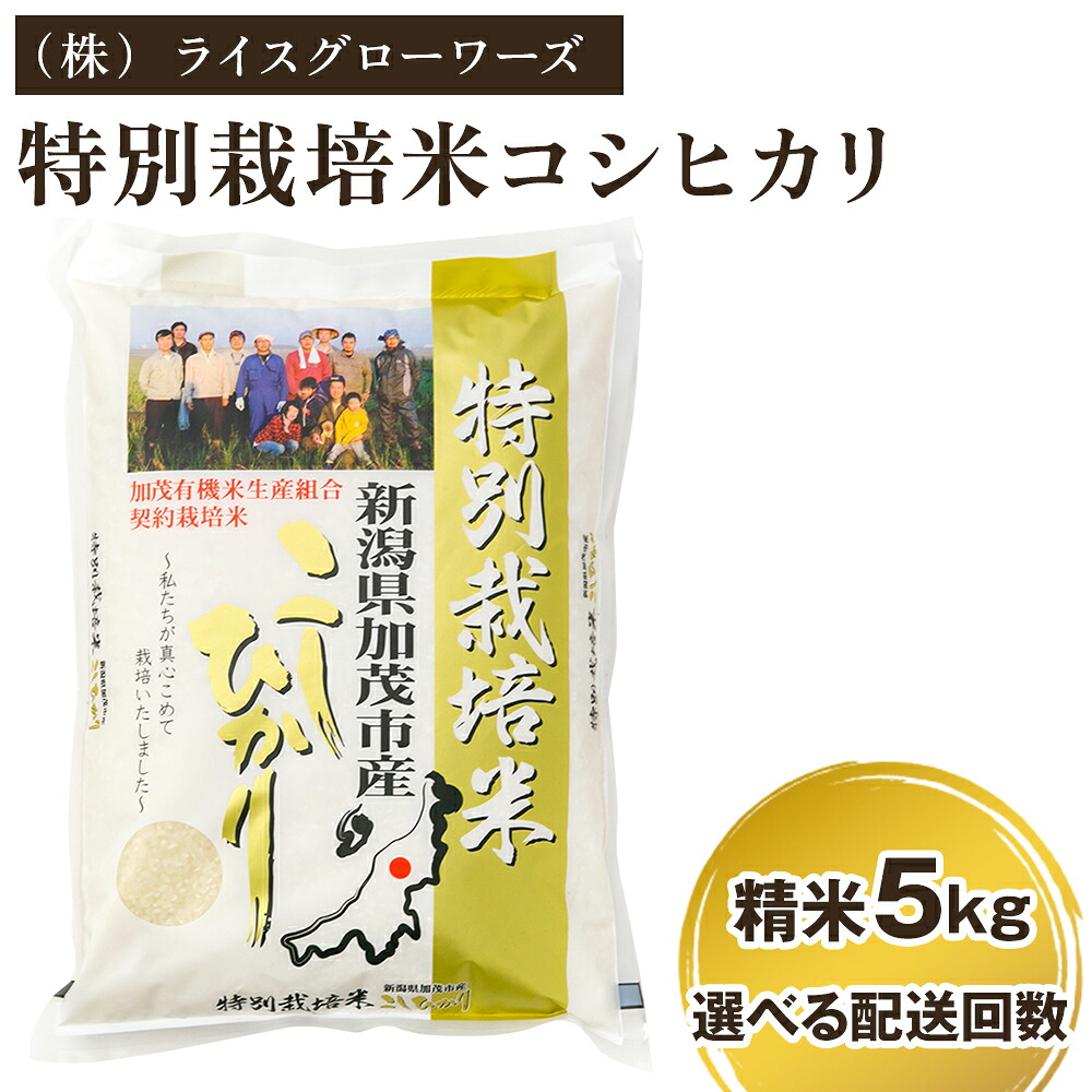 【ふるさと納税】【令和7年産】 新潟県加茂市産 特別栽培米コシヒカリ 精米5kg 選べる配送回数（通常配送1回～定期便12回） 《順次出荷》 白米 従来品種コシヒカリ （株）ライスグローワーズ｜新潟県加茂市