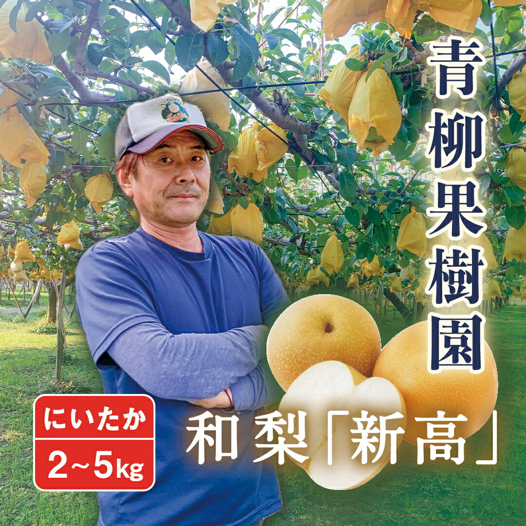 【ふるさと納税】【2025年先行予約】和梨 新高 選べる「2kg」or「3kg」or「5kg」新潟県産 [青柳果樹園] 《10月上旬～順次出荷》[0459]
