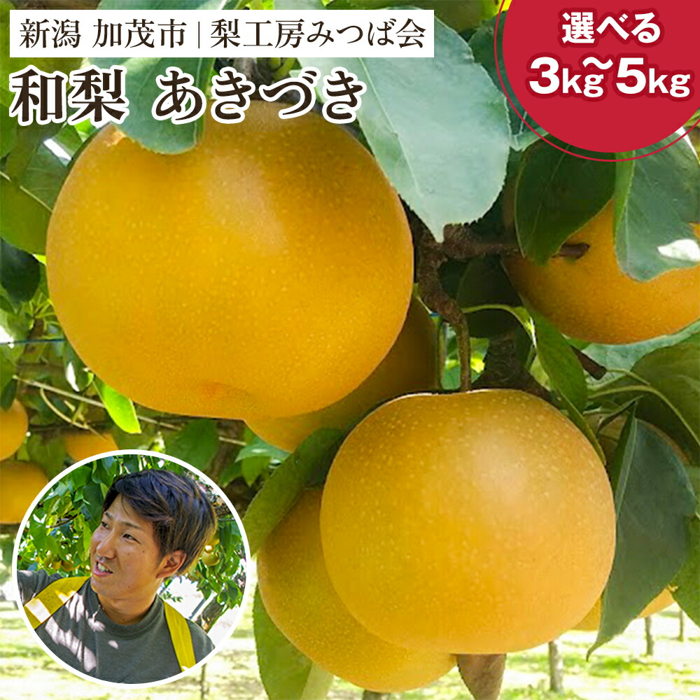 【ふるさと納税】【2026年先行予約】新潟県産 和梨 あきづき 選べる内容量「3kg（5～10玉）」or「5kg（8～16玉）」《9月中旬以降発送》 果物 フルーツギフト 秋の味覚 加茂市 梨工房みつば会 8,520円