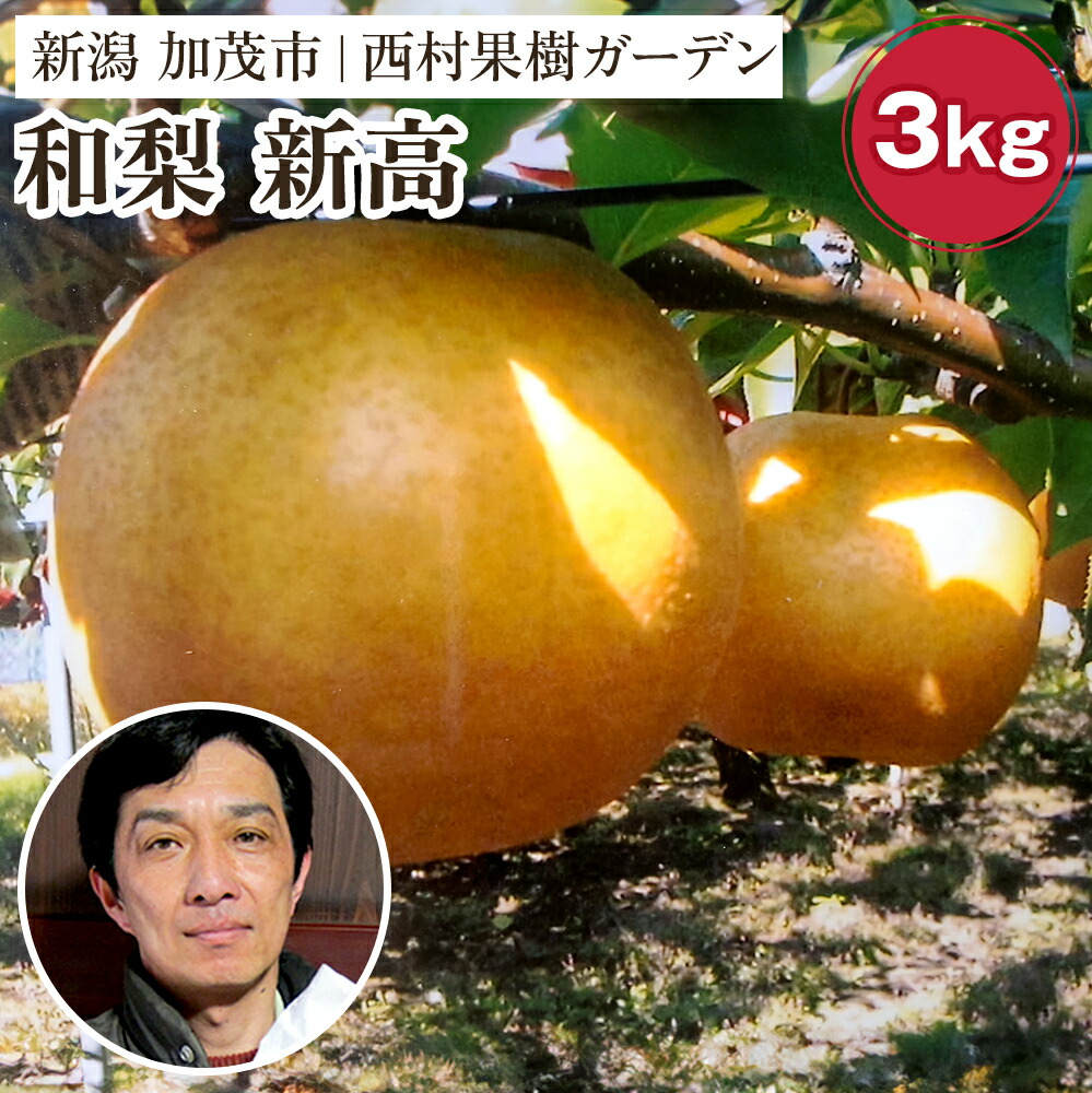 【ふるさと納税】【2025年先行予約】西村の黒酢ミネラル栽培 和梨 「新高」 3kg（4～9玉）《10月上旬～順次発送》にいたか 梨 和梨  玄米黒酢やヨーグルトを散布して育てた梨  果物 フルーツ ギフト 加茂市 西村果樹ガーデン