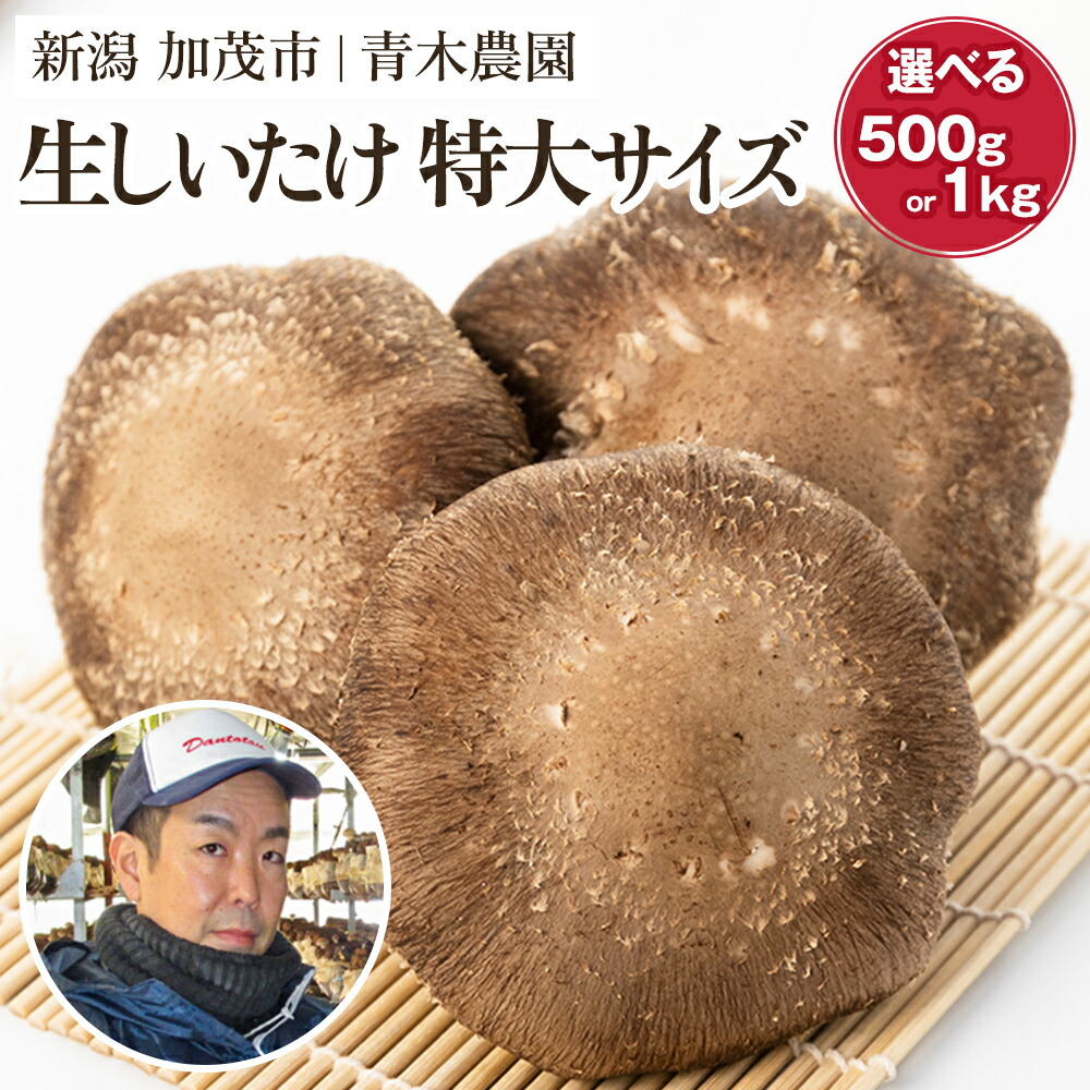 【ふるさと納税】【2026年先行予約】生しいたけ 特大サイズ 選べる内容量「約500g」or「約1kg」《11月上旬~順次出荷》 品評会で金賞受賞! きのこ しいたけ 椎茸 特大 食べ応えあるビッグサイズ 肉厚で旨味たっぷり! 加茂市 青木農園|新潟県加茂市