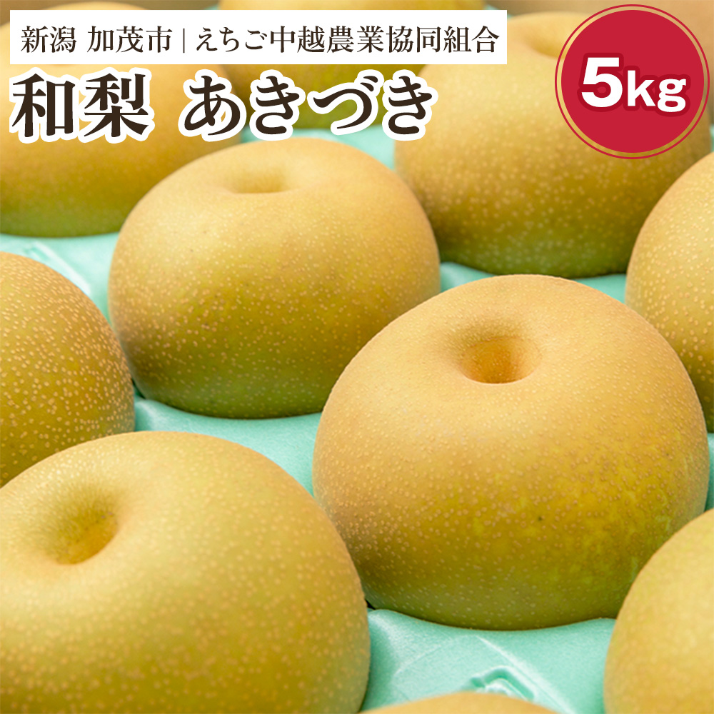 【ふるさと納税】【2025年先行予約】「天果糖逸（てんかとういつ）」 新潟県産和梨 あきづき 約5kg（8～10玉）《9月中旬～配送予定》 果物 フルーツ 冬の味覚 産地直送 加茂市 えちご中越農業協同組合