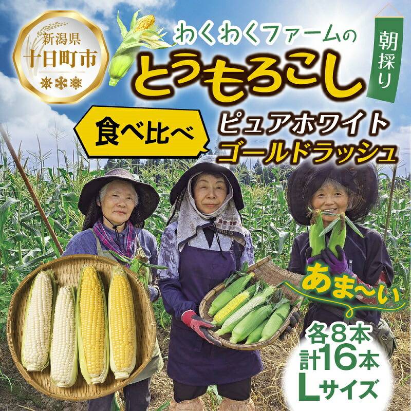 【ふるさと納税】｜先行予約受付｜令和7年産 朝採れ とうもろこし ゴールドラッシュ ピュアホワイト Lサイズ 各8本 計16本 食べ比べ 産地直送 農園 野菜 わくわくファーム 送料無料 グルメ 　お届け：2025年7月10日以降、順次発送予定