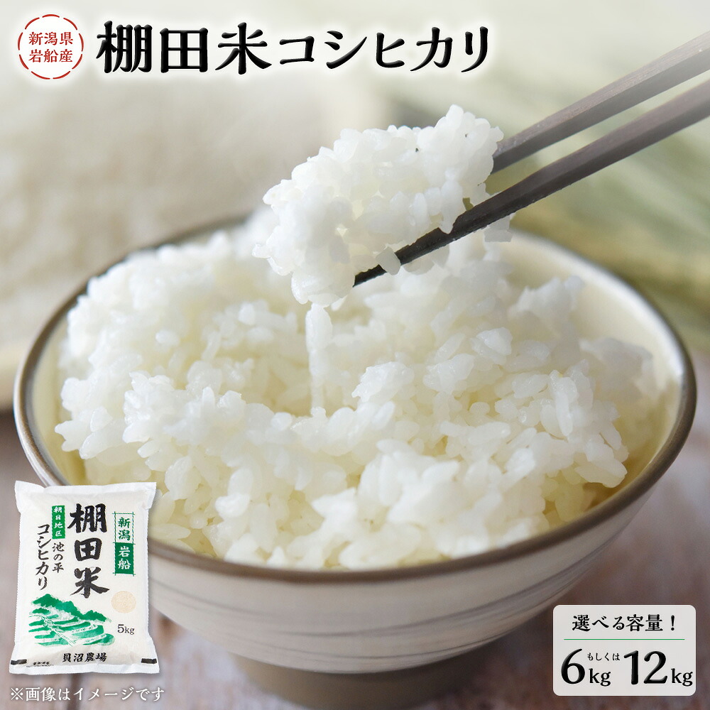 【ふるさと納税】【令和7年産米】【選べる容量】 新潟県村上市岩船産 棚田米 コシヒカリ 6kg もしくは 12kg お米 精米 白米 ご飯 ごはん 村上市 A4184 B4107｜新潟県村上市