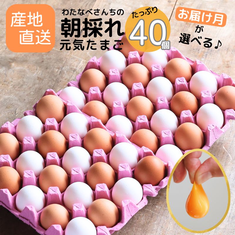 【ふるさと納税】朝採り卵 たっぷり40個(36個＋割れ補償4個) 選べる 配送月 濃厚で 新鮮！ 美味しい 卵 TKG わたなべさんちの元気たまご 20個×2パック 新潟県 糸魚川 フェルエッグ 卵かけご飯 オムレツ  朝食 卵料理 美味しい 卵焼き 玉子
