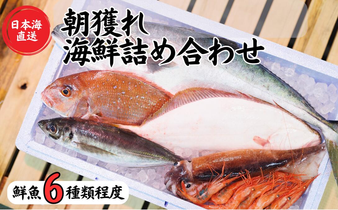 【ふるさと納税】【魚種6種程度】日本海直送 旬の鮮魚詰め合せ鮮魚ボックス 魚のプロが選んだ厳選魚 新潟 糸魚川 能生漁港から朝獲れ新鮮な魚をお届け 生 (国産 天然 海鮮 お刺身 魚介類セット 鮮魚BOX 便利 簡単 お手軽) 魚正｜新潟県糸魚川市