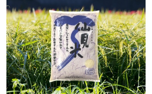 【ふるさと納税】令和7年産 特別栽培米コシヒカリ 「仙見米」10kg 新潟県 五泉市 （有）川内ライスプラント