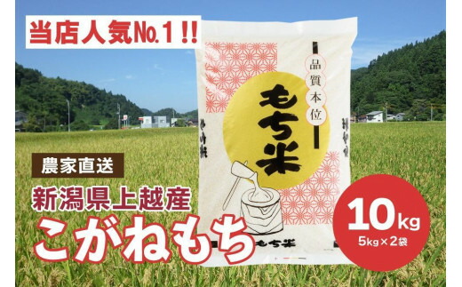 【ふるさと納税】ブランドもち米「 こがねもち 」令和6年産／【精米10kg（5kg×2袋）】コガネモチ 米 お米 こめ 新潟 上越　お届け：ご注文後、2週間を目途に順次発送いたします。
