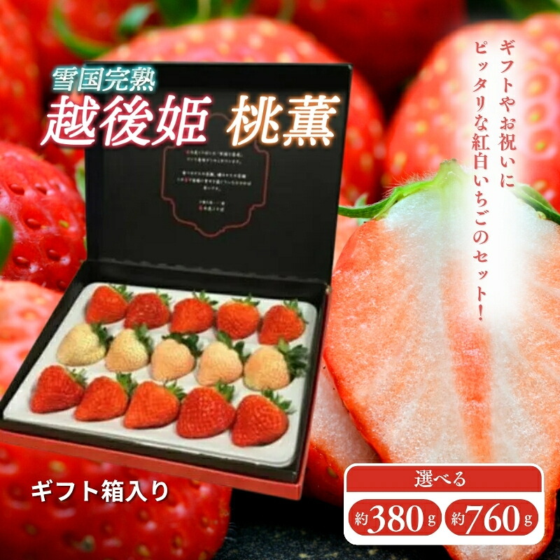【ふるさと納税】いちご 雪国完熟越後姫桃薫 容量が選べる ギフト箱入り 食べ比べ セット イチゴ 苺 果物 フルーツ 新潟　お届け：2026年1月以降収穫出来次第、順次発送いたします。