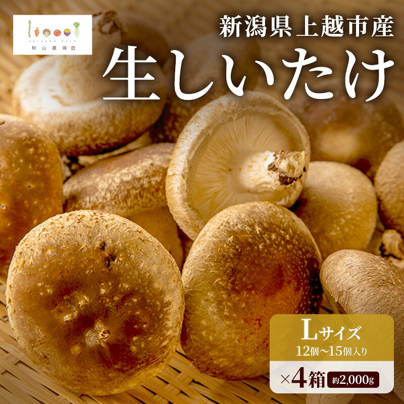 【ふるさと納税】新潟県上越市産 肉厚 生しいたけ シイタケ 椎茸 Lサイズ 約500g (12個~15個入り)×4箱 計約2kg 秋山農場グリーンプロジェクト お届け:令和8年11月上旬発送|新潟県上越市