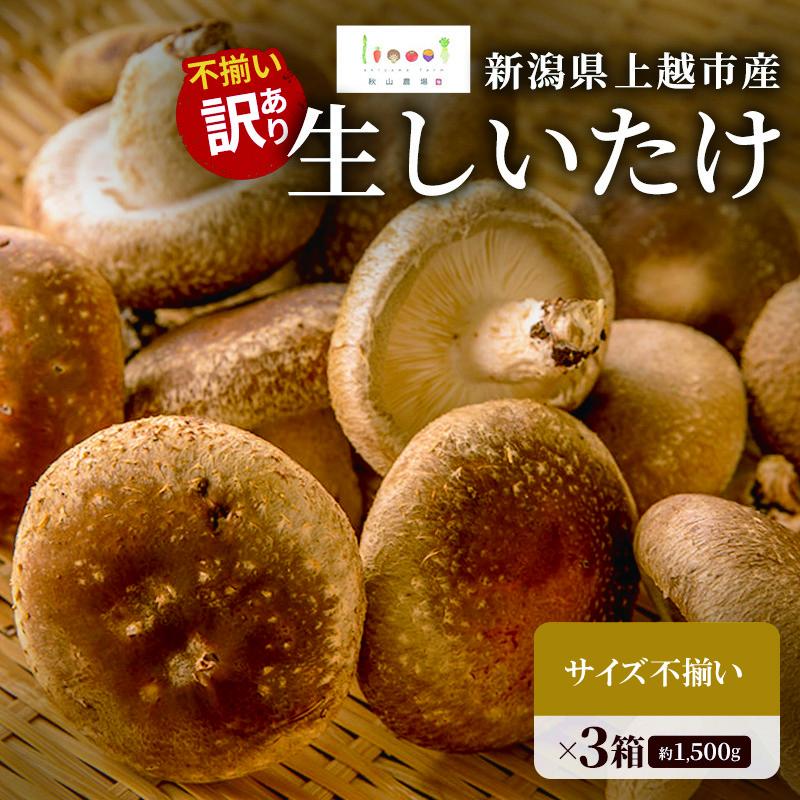 【ふるさと納税】不揃い 訳あり 肉厚 新潟県上越市産 生しいたけ シイタケ 椎茸 約500g &times;3箱（計約1.5kg） 秋山農場グリーンプロジェクト｜新潟県上越市
