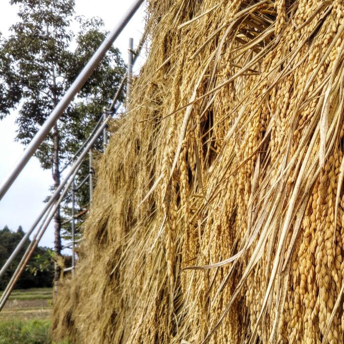 ふるさと納税 12インニング定期イージー 理想の沢コシヒカリ 玄米 2kg 累算24kg Anvnews Com ふるさと納税 12インニング定期イージー 理想の沢コシヒカリ 玄米 2kg 累算24kg Anvnews Com