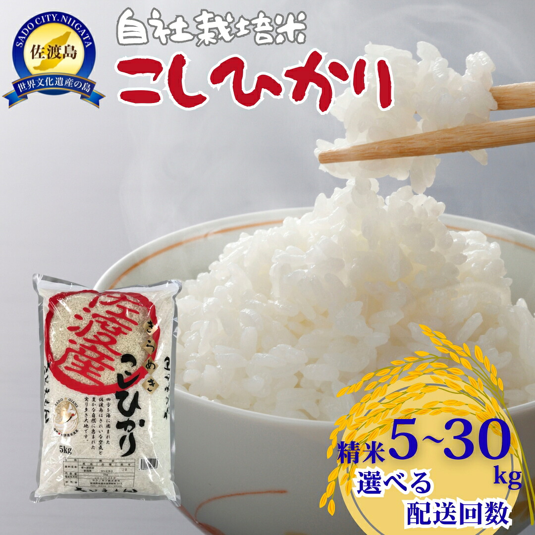 【ふるさと納税】【令和7年産米】自社栽培米佐渡産こしひかり 精米 5kg ~ 30kg 選べる配送回数 コシヒカリ 新潟県 佐渡市|新潟県佐渡市