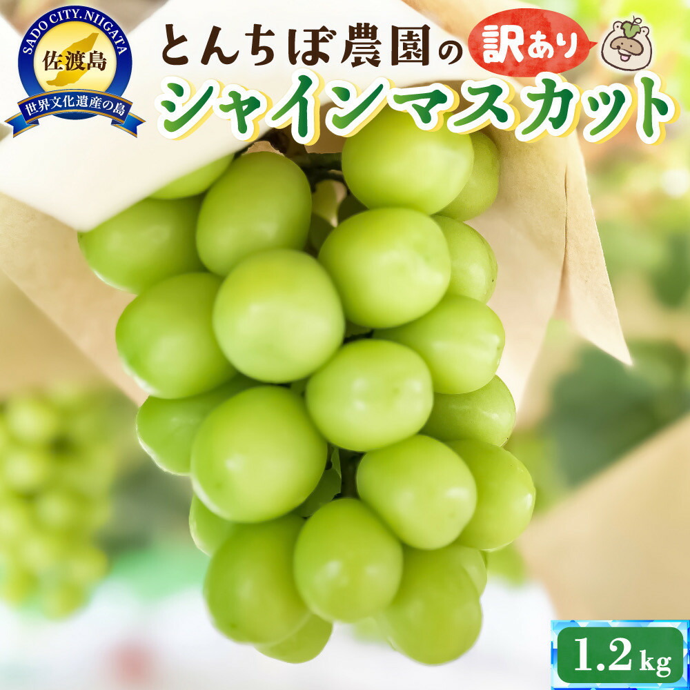 【ふるさと納税】佐渡産シャインマスカット訳あり1.2kg（2～3房）｜新潟県佐渡市