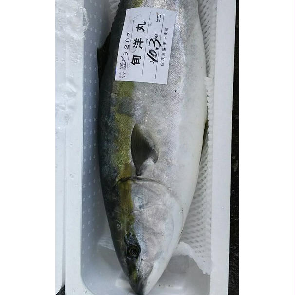 楽天市場 ふるさと納税 寒ブリ 8 9kg 魚介類 お届け 年12月上旬 21年2月上旬まで 新潟県佐渡市