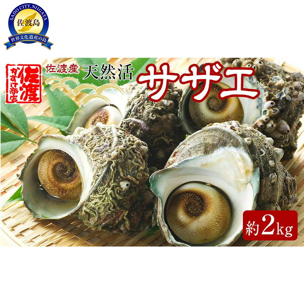 【ふるさと納税】佐渡産 天然活サザエ 2kg | 魚介類 水産 食品 人気 おすすめ 送料無料