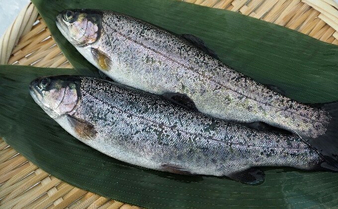 ふるさと納税 魚沼のレインボーます ニジマス 氷結12尻尾始り 魚貝類型 川魚 Daemlu Cl