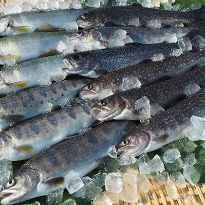 鮎 アユ 魚貝類 川魚 鮎 アユ 魚貝類 川魚 ふるさと納税 食品 高級高品質ブランドの 新潟県魚沼市 清流の川魚セット12尾入 ヤマメ イワナ ニジマス アユ 魚介類 水産加工品 新潟県魚沼市ふるさと納税