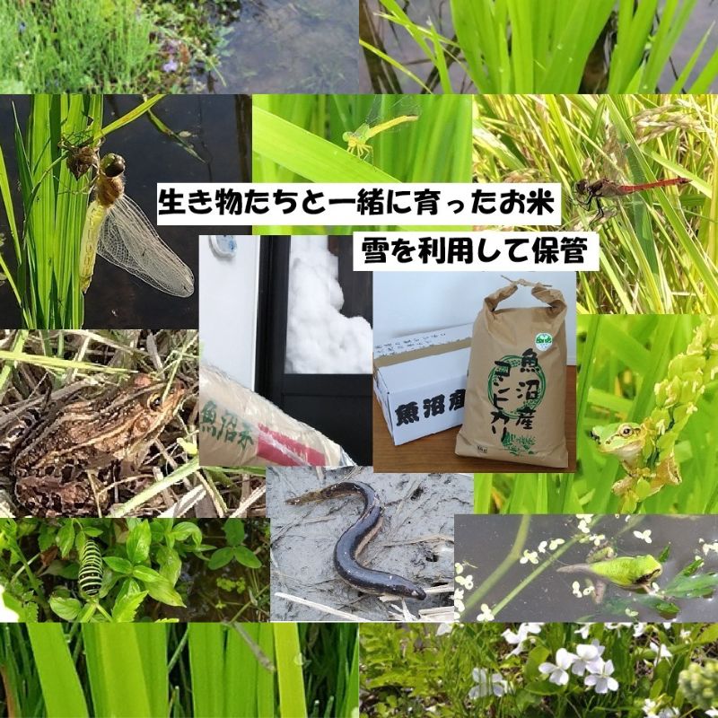 【ふるさと納税】【魚沼ブランド】精米10kg 6ヶ月連続お届け【農薬化学肥料栽培期間中不使用・生態系保全・再生可能エネルギー・エコファーマー・生産工程管理】魚沼産コシヒカリ お届け:寄附入金確認後の翌月より発送|新潟県魚沼市 ふるさと納税