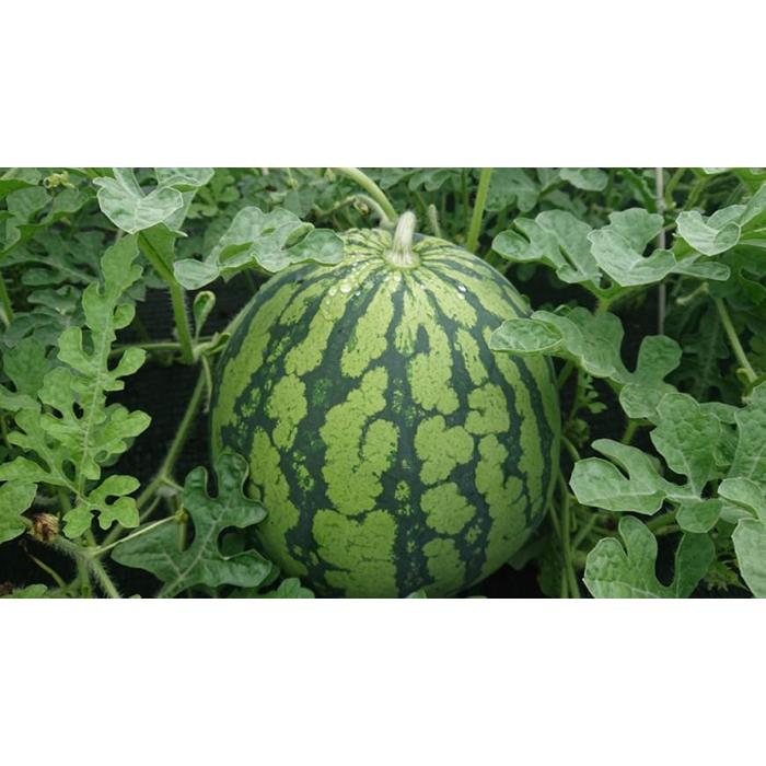 【ふるさと納税】【2025年7月下旬発送予定】【夏季限定】井口農場産　八色原スイカ　大玉１玉 | フルーツ 果物 食品 人気 おすすめ 送料無料