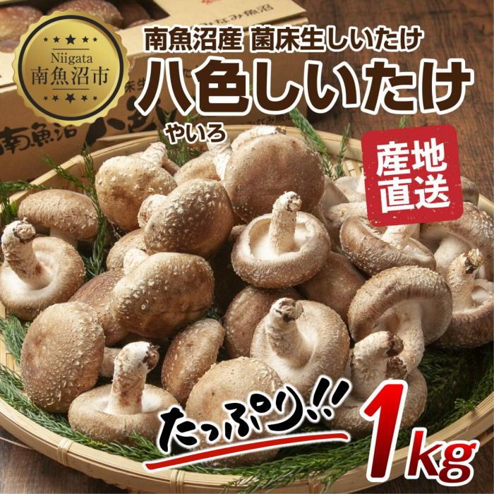 【ふるさと納税】八色 しいたけ 1kg シイタケ 椎茸 生しいたけ 生シイタケ きのこ キノコ 菌床栽培 肉厚 鍋 バーベキュー おかず おつまみ 贈答 ギフト 越季 新潟県 南魚沼市|新潟県南魚沼市