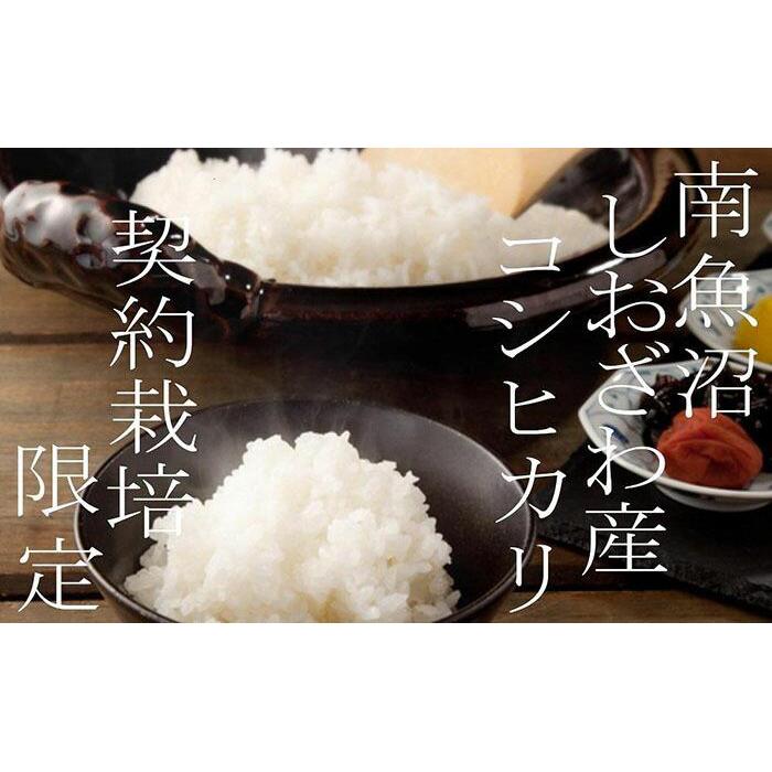 【ふるさと納税】【令和7年産】米 定期便 コシヒカリ 南魚沼しおざわ産 120kg ( 10kg × 12ヶ月 ) 契約栽培限定 | お米 こめ 白米 コシヒカリ 食品 人気 おすすめ 送料無料 魚沼 南魚沼 南魚沼市 新潟県産 新潟県