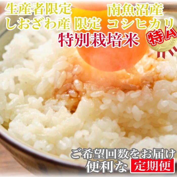 【ふるさと納税】【令和7年産】【定期便8kg×9ヶ月】特別栽培 しおざわ産限定 生産者限定 南魚沼産コシヒカリ【定期便 銘柄米 ブランド米 精米 こしひかり コシヒカリ 魚沼産 新潟米 産地直送 お米 米 こめ コメ ご飯 御飯 ごはん】|新潟県南魚沼市