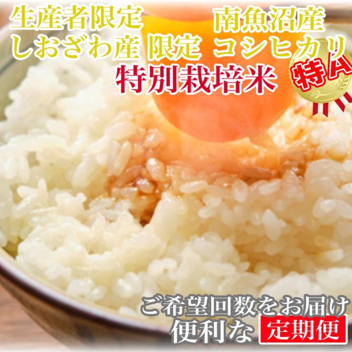 【ふるさと納税】【令和7年産】【定期便10kg×12ヶ月】特別栽培 しおざわ産限定 生産者限定 南魚沼産コシヒカリ | お米 こめ 白米 コシヒカリ 食品 人気 おすすめ 送料無料 魚沼 南魚沼 南魚沼市 新潟県産 新潟県