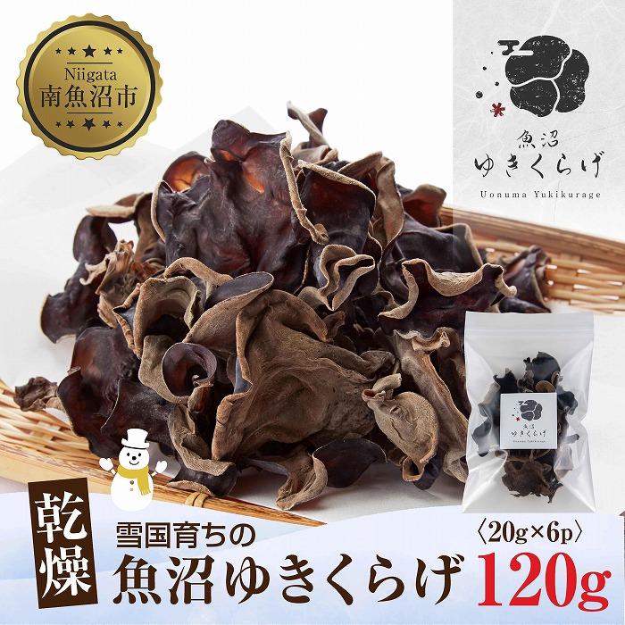 【ふるさと納税】国産 乾燥 きくらげ 20g×6パック 計120g 小分け 栄養豊富 無農薬 無添加 オーガニック 自家栽培 雪国 魚沼ゆきくらげ キクラゲ 木耳 きのこ キノコ ビタミンＤ 肉厚 健康 食品 食物繊維 佃煮 歯ごたえ  菌床 食感 高品質 送料無料 新潟県 南魚沼市