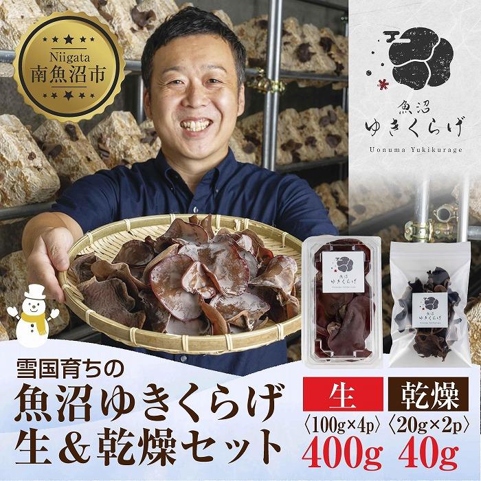 【ふるさと納税】国産 生 きくらげ 100g×4パック 計400g 乾燥 20g×2パック 計40g 小分け 栄養豊富 無農薬 無添加 オーガニック 自家栽培 雪国 魚沼ゆきくらげ キクラゲ 木耳 きのこ キノコ ビタミンＤ 肉厚 健康 食品 食物繊維 佃煮 歯ごたえ  菌床 食感 高品質 送料無料