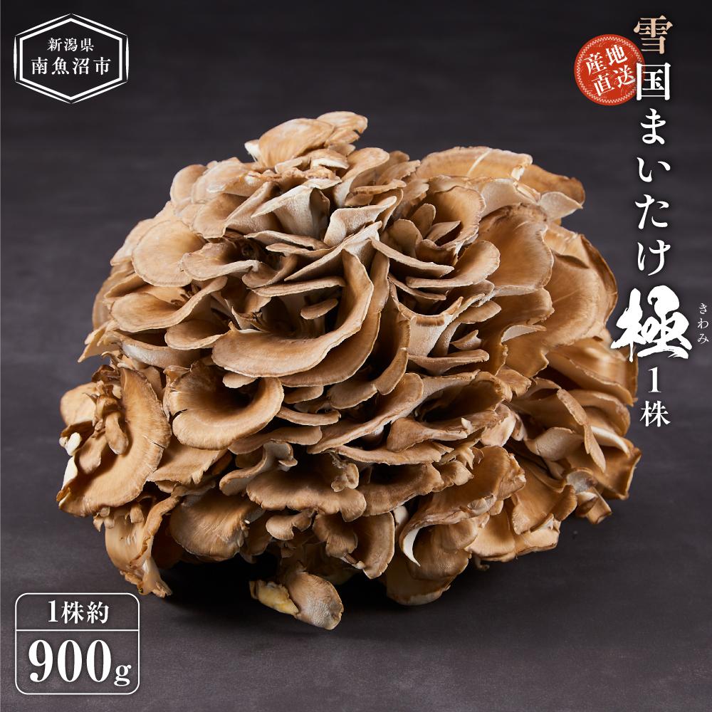 【ふるさと納税】雪国まいたけ　極　1株【1株約900ｇ】　これが雪国史上、最高傑作　長期熟成と大株仕立てが生み出す圧倒的なシャキシャキ感と旨味　雪国まいたけ最高品質　産地直送 | 野菜 やさい 食品 人気 おすすめ 送料無料