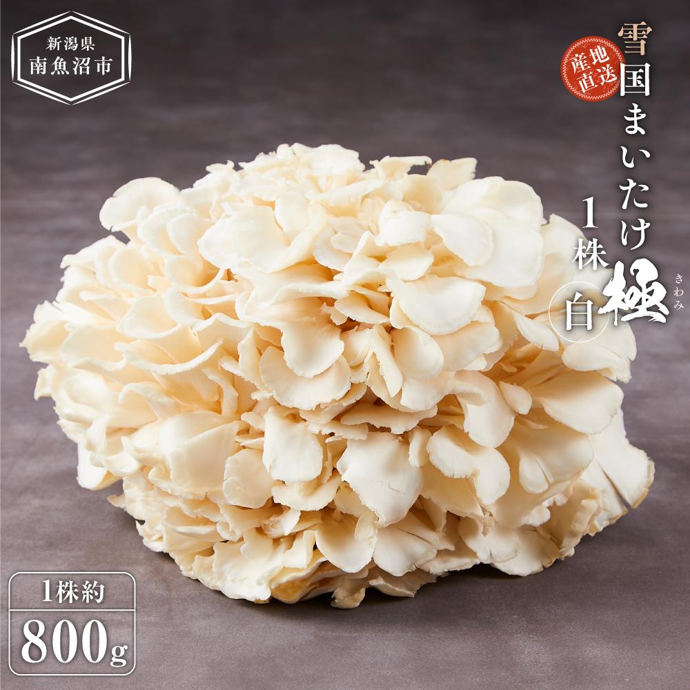 【ふるさと納税】雪国まいたけ 極白 1株【1株約800g】 これが雪国史上、最高傑作 長期熟成と大株仕立てが生み出す圧倒的なシャキシャキ感と旨味 雪国まいたけ最高品質 産地直送 | 野菜 やさい 食品 人気 おすすめ 送料無料|新潟県南魚沼市