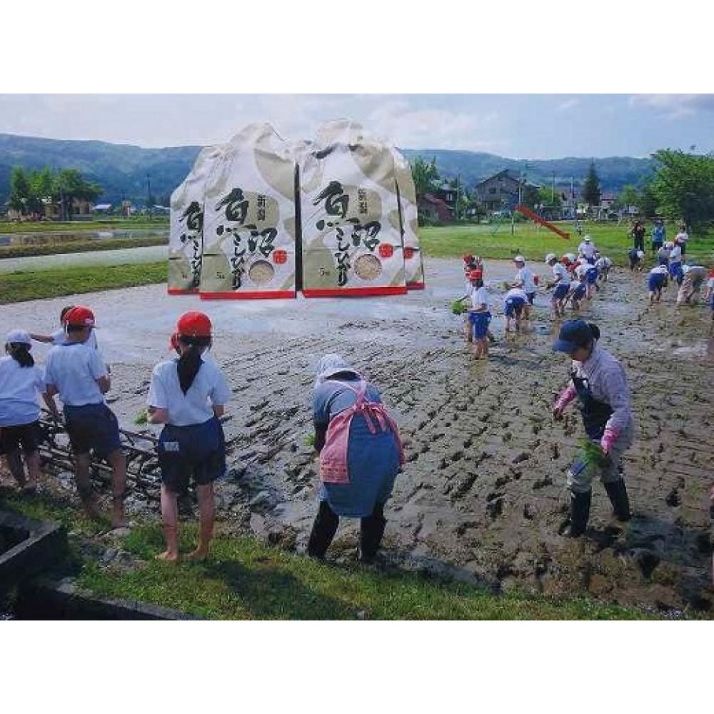 【ふるさと納税】【定期便　令和7年産新米予約】南魚沼産（しおざわ）こしひかり8割減農薬米、精米１０Kg×12回【2025年9月中旬より順次発送予定】 | お米 こめ 白米 コシヒカリ 食品 人気 おすすめ 送料無料 魚沼 南魚沼 南魚沼市 新潟県産 新潟県 精米 産直