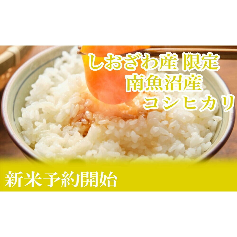 【ふるさと納税】【令和8年産　新米予約】定期便12ヶ月：精米10kgしおざわ産限定 南魚沼産コシヒカリ【2026年10月上旬から1ヶ月以内に順次発送予定】 | お米 こめ 白米 コシヒカリ 食品 人気 おすすめ 送料無料 魚沼 南魚沼 南魚沼市 新潟県産