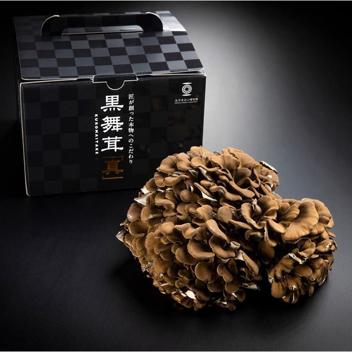 【ふるさと納税】大平きのこ研究所の大黒舞茸「真」【贈答用】７００ｇ