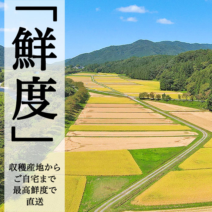 【ふるさと納税】米 無洗米 新米 定期便 新潟県産コシヒカリ 選べる 令和7年産 令和8年産 内容量 2kg 5kg 6kg 8kg 10kg 20kg 発送回数 1回 3回 6回 12回 3ヶ月 6ヶ月 12ヶ月 3か月 6か月 12か月 農家応援 小分け 種類 新潟こしひかり 精米 白米 お米 サンヴィリッジ新潟