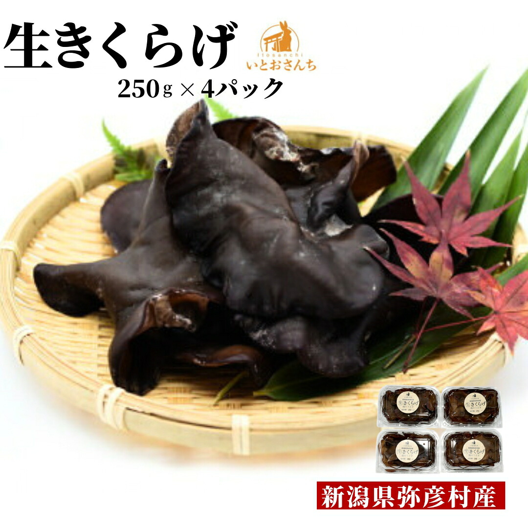 【ふるさと納税】国産 きくらげ 越のうさぎ 生きくらげ ( 250g &times; 4パック ) | 栽培期間中農薬不使用 手のひらサイズ 大きい 肉厚 木耳 キクラゲ プリプリ食感 きのこ 特産品 産地直送 お取り寄せ グルメ プレゼント ギフト 送料無料 新潟県 弥彦村 いとおさんち｜新潟県弥彦村
