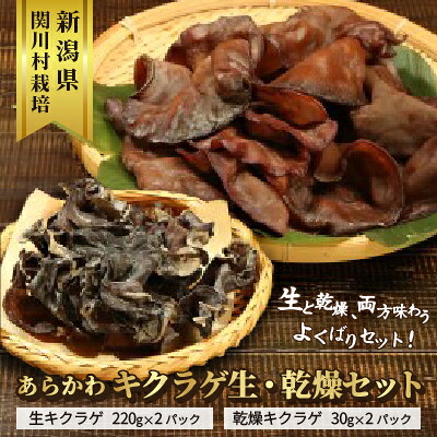 【ふるさと納税】あらかわキクラゲ生・乾燥セット(生キクラゲ220g&times;2P・乾燥キクラゲ30g&times;2P) [贈呈用]【配送不可地域：離島】【1442531】｜新潟県関川村