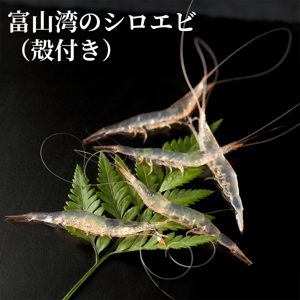 【楽天市場】【ふるさと納税】富山湾のシロエビ（殻付き）300g | 冷凍 エビ えび 海老 白エビ お刺身 冷凍食品 ふるさと納税 富山 漁業 ...