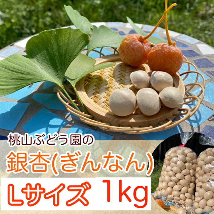 【ふるさと納税】桃山ぶどう園の『ぎんなん(殻付き)』Ｌサイズ　約1kg　※北海道・沖縄・離島への配送不可　※2025年11月上旬頃より順次発送予定