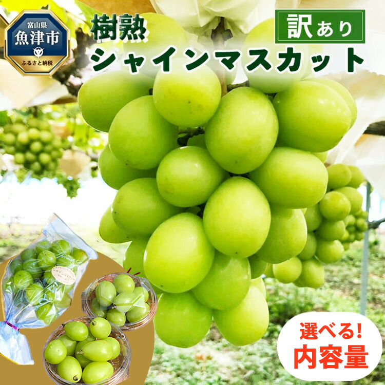 【ふるさと納税】＼選べる内容量／ 訳あり シャインマスカット 樹熟 ｜ 房 小分けパック 富山県産 マスカット ぶどう ブドウ 葡萄 ※北海道・沖縄・離島への配送不可 ※2025年10月上旬～12月下旬頃に順次発送予定