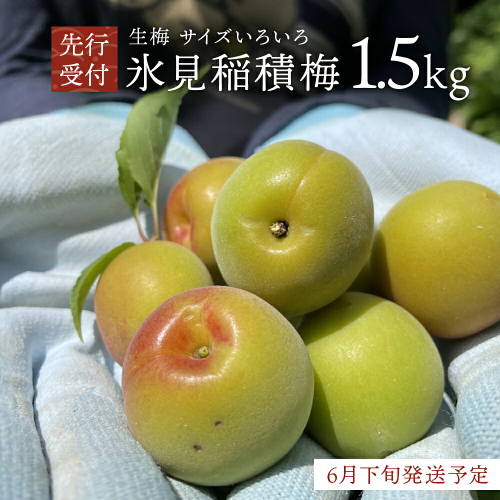 【ふるさと納税】【先行受付】氷見稲積梅 生梅 梅MIX サイズいろいろ ＜2026年6月下旬発送予定＞ 富山県 氷見市 梅 青梅 うめ 手作り 梅干し　梅干　梅シロップ　梅酒づくり　梅仕事
