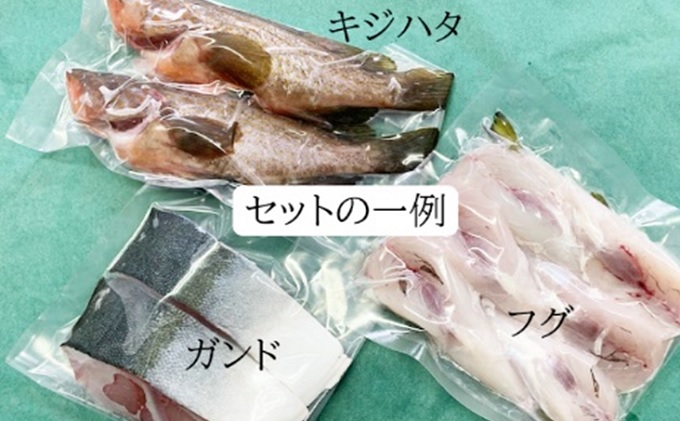 ふるさと納税 氷見の季節の魚 5 6種 お2人様セット 魚介類 魚貝類 加工食品 Monitor Systems Com