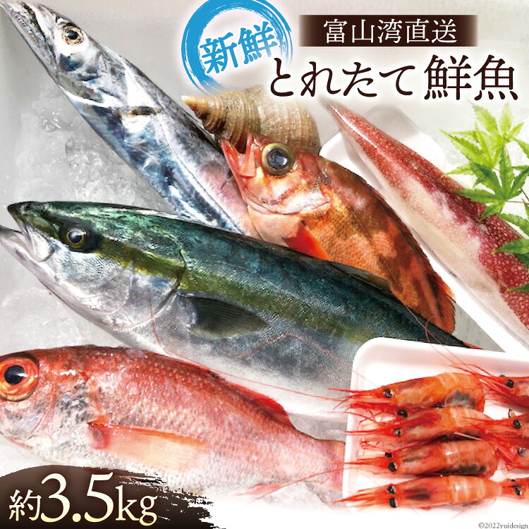 【ふるさと納税】魚 富山湾直送 とれたて鮮魚セット 約3.5kg 旬 新鮮 鮮魚 詰め合わせ 産地直送 冷蔵/くろべ漁業協同組合 魚の駅「生地」/富山県 黒部市 海鮮 魚介類 魚介 ｜富山県黒部市